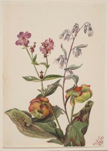 Niittykaunotar (Rhexia virginica), Kalkkarokäärmeen kauris (Nabalus albus), Kannukasvi (Sarracenia purpurea). tekijältä Mary Vaux Walcott