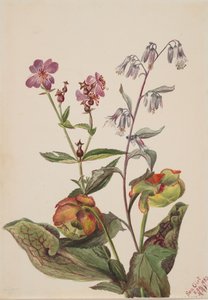 Meadow Beauty Rhexia virginica, Rattlesnake Roat Nabalus albus, Pitcherplant..., 1880. tekijältä Mary Vaux Walcott