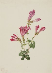 Menzies Penstemon Penstemon menziesii, 1925. tekijältä Mary Vaux Walcott
