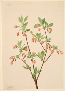 Menziesea (Menziesea glabella)