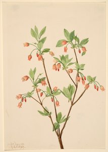 Menziesea Menziesea glabella, 1907. tekijältä Mary Vaux Walcott