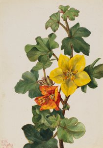 Meksikolainen Fremontia Fremontodendron mexicanum, 1926. tekijältä Mary Vaux Walcott