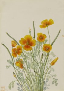 Meksikolainen unikko (Eschscholtzia mexicana) tekijältä Mary Vaux Walcott