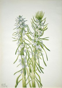 Kaivosmiehen kynttilä (Oreocarya virgata) tekijältä Mary Vaux Walcott