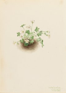 Mistmaiden (Romanzoffia sitchensis) tekijältä Mary Vaux Walcott