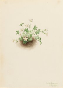 Sumuneito Romanzoffia sitchensis, 1907. tekijältä Mary Vaux Walcott