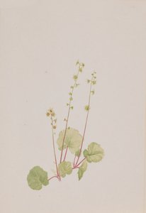 Alaston mittella, n. 1900-1920. tekijältä Mary Vaux Walcott