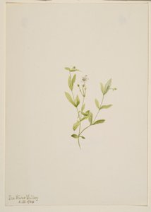 Moehringia laberiflora tekijältä Mary Vaux Walcott