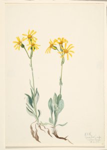 Montana Parnassia (Parnassia montanesis) tekijältä Mary Vaux Walcott