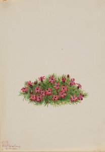 Sammalkampio (Silene acaulis) tekijältä Mary Vaux Walcott