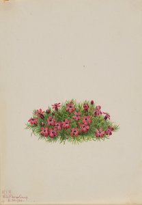 Moss Campion Silene acaulis, 1924. tekijältä Mary Vaux Walcott