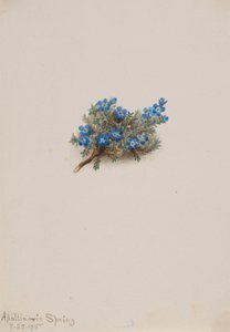 Sammal Unohda-me-not (Eritichum elongatum) tekijältä Mary Vaux Walcott