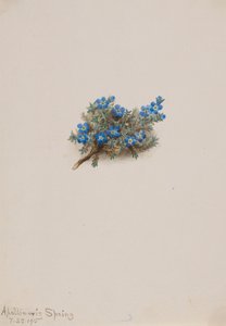 Moss Forget-me-not Eritichum elongatum, 1915. tekijältä Mary Vaux Walcott
