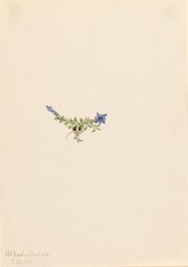 Sammalentian (Gentiana prostrata) tekijältä Mary Vaux Walcott