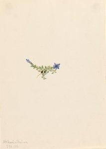 Moss Gentian Gentiana prostrata, 1916. tekijältä Mary Vaux Walcott