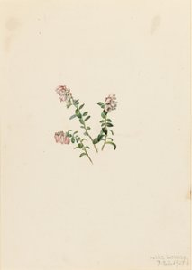 Vuorikarpalo (Vaccinium vitisidaea minus) tekijältä Mary Vaux Walcott
