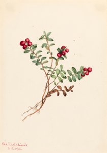 Vuorikarpalo Vaccinium vitisdaea minus, 1916. tekijältä Mary Vaux Walcott