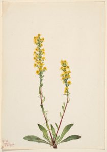 Vuoriston kultapiisku (Solidago oreophila) tekijältä Mary Vaux Walcott
