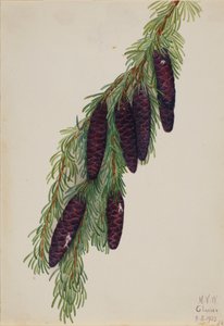 Mountain Hemlock Tsuga mertensiana, 1923. tekijältä Mary Vaux Walcott