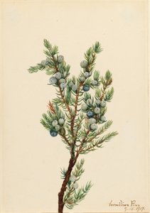 Vuorikataja (Juniperus sibirica) tekijältä Mary Vaux Walcott