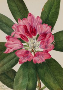 Mountain Rose-Bay Rhododendron catawbiense, 1932. tekijältä Mary Vaux Walcott