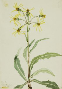 Sureva pohjanlehto (Senecio lugens) tekijältä Mary Vaux Walcott