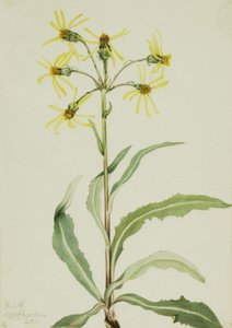 Mourning Groundsel Senecio lugens, 1921. finlandès tekijältä Mary Vaux Walcott