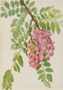 Uusi meksikolainen heinäsirkka (Robinia neomexicana) tekijältä Mary Vaux Walcott