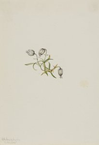 Nyökkäilevä leimukukka (Lychnis apetala) tekijältä Mary Vaux Walcott