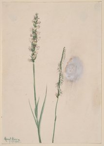 Nyökkäävä Ladies-Tresses (Ibidium cernum) tekijältä Mary Vaux Walcott