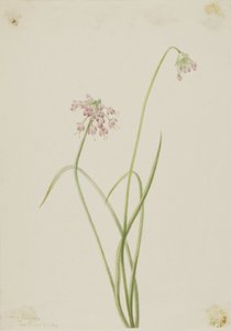 Sipuli (Allium cernuum) tekijältä Mary Vaux Walcott