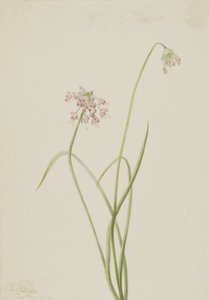 Nodding Onion Allium cernuum, 1901. Finès tekijältä Mary Vaux Walcott