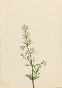 Northern Bedstraw Galium boreale, 1922. tekijältä Mary Vaux Walcott