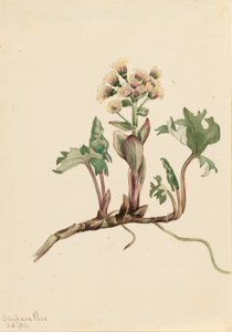 Pohjoinen valkoselkätikka (Petasites hyperboreus) tekijältä Mary Vaux Walcott