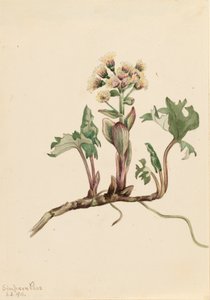 Northern Butterbur Petasites hyperboreus, 1916. tekijältä Mary Vaux Walcott