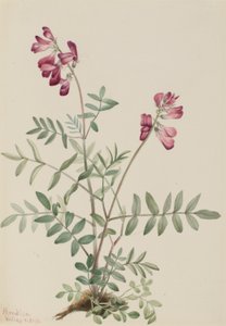 Pohjoinen Hedysarum (Hedysarum boreale) tekijältä Mary Vaux Walcott
