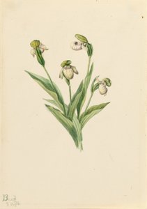 Pohjoinen naistentossu (Cypripedium passerinum) tekijältä Mary Vaux Walcott