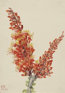 Ocotillo Fouquieria splendens, 1927. tekijältä Mary Vaux Walcott