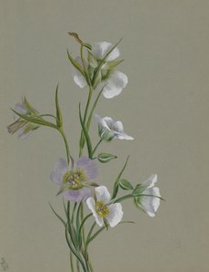 Tiellä monumenttiin, 1881. tekijältä Mary Vaux Walcott