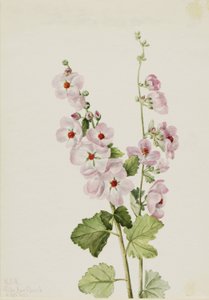 Oranssisilmäinen pallomaruna (Sphaeralcea davidsonii) tekijältä Mary Vaux Walcott
