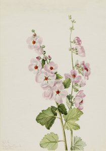 Orange-eye Globemallow Sphaeralcea davidsonii, 1926. tekijältä Mary Vaux Walcott