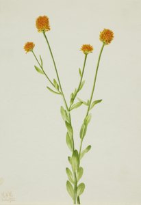 Oranssi Polygala (Polygala lutea) tekijältä Mary Vaux Walcott