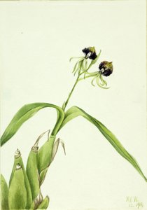 Orkidea (Epidendrum cochleatum) tekijältä Mary Vaux Walcott
