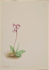 Orkidea (Orchis rotundifolia) tekijältä Mary Vaux Walcott