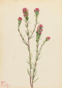 Pöllöapila (Orthocarpus tenuifolius) tekijältä Mary Vaux Walcott