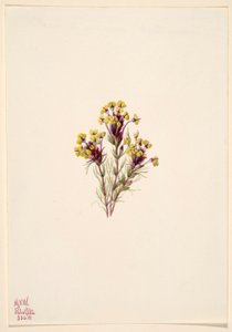 Pöllön apila (Orthocarpus erianthus) tekijältä Mary Vaux Walcott