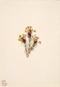 Pöllöapila Orthocarpus erianthus, 1935. tekijältä Mary Vaux Walcott