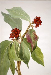 Pacific Dogwood Cornus nuttalli, 1933. tekijältä Mary Vaux Walcott