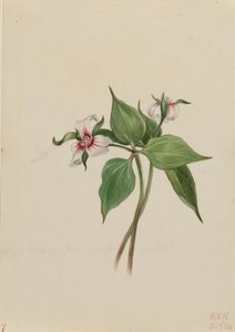 Maalattu Trillium (Trillium undulatum) tekijältä Mary Vaux Walcott