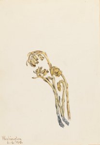 Palae Pinus hypopithecus Americana, 1918. tekijältä Mary Vaux Walcott